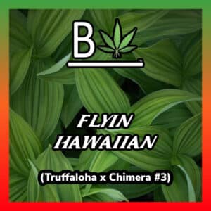 The Flyin Hawaiian logo with cannabis leaf background, highlighting the Truffaloha x Chimera lineage.