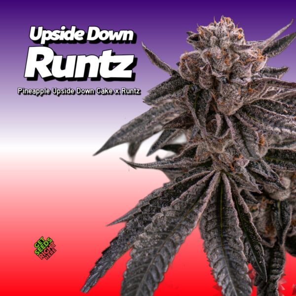 Close-up of Upside Down Runtz Cannabis Clone with purple-hued leaves.