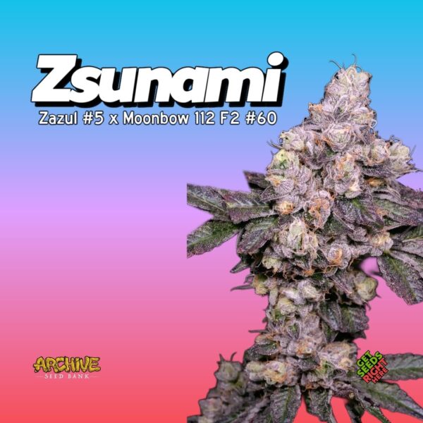 Zsunami cannabis bud with purple and green hues, bred by Archive Genetics.