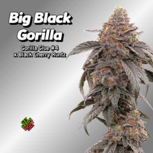 "Big Black Gorilla" cannabis strain, a hybrid of Gorilla Glue #4 and Black Cherry Runtz, with frosty buds and dark leaves on a gray gradient background.