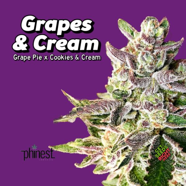 Grapes & Cream set against purple Phinest Cannabis logo.