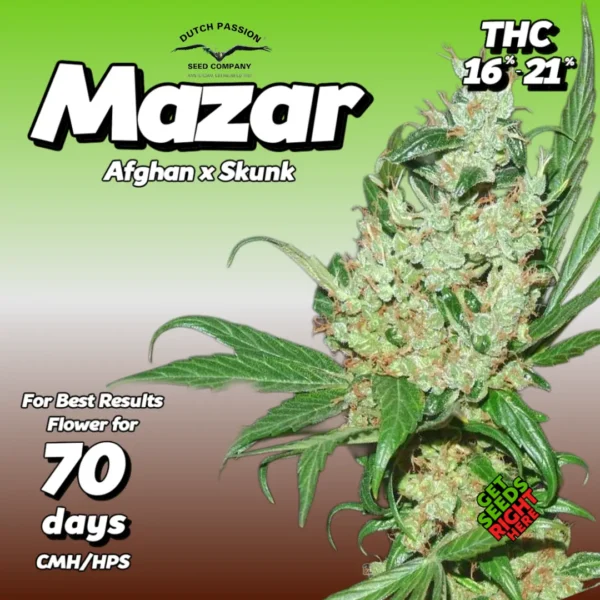 Mazar cannabis clones — Afghan × Skunk by Dutch Passion Seed Company, HLVD-free, resin-rich buds with earthy and spicy terpene profile