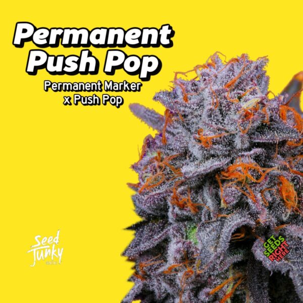 "Permanent Push Pop by Seed Junky Genetics" cannabis strain by Seed Junky Genetics, featuring frosty purple buds with orange pistils on a yellow background.