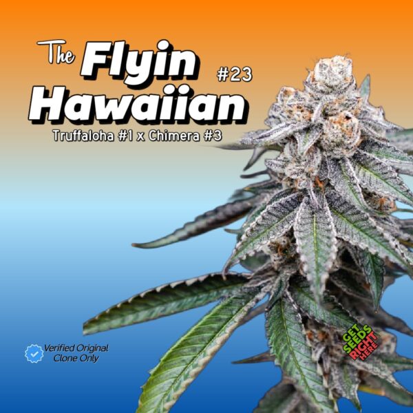 Close-up of The Flyin Hawaiian cannabis Plant from Truffaloha #1 x Chimera #3 cross.