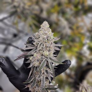 Gloved hand holding a frosty "Tricho Jordan #5" cannabis bud by Beleaf, with dense trichomes and purple-tinted leaves.