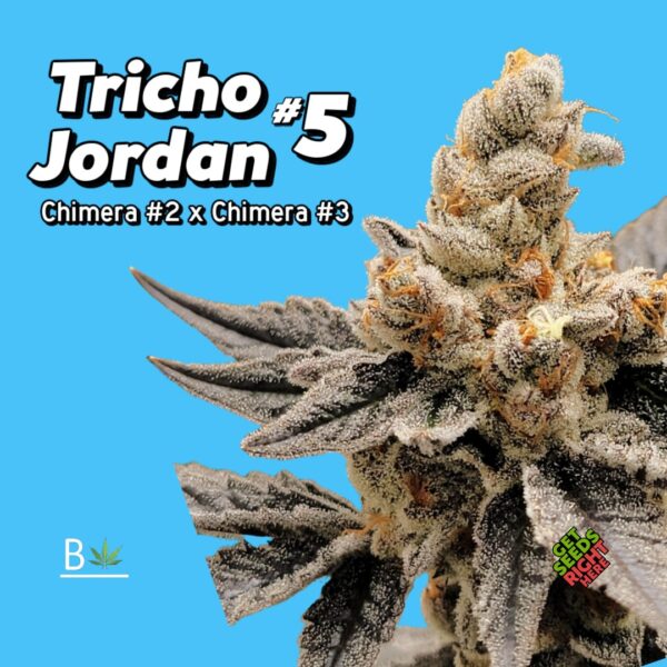 Image of the "Tricho Jordan #5" cannabis strain bred and selected by Beleaf Genetics, featuring dense buds covered in frosty trichomes and dark green to purple-tinted leaves. This strain, a hybrid of Chimera #2 and Chimera #3, is displayed against a vibrant blue background, highlighting its resinous texture and unique coloration. Ideal for cannabis enthusiasts and cultivators interested in premium hybrid genetics.