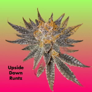 Upside Down Runtz Cannabis Clone with colorful background.