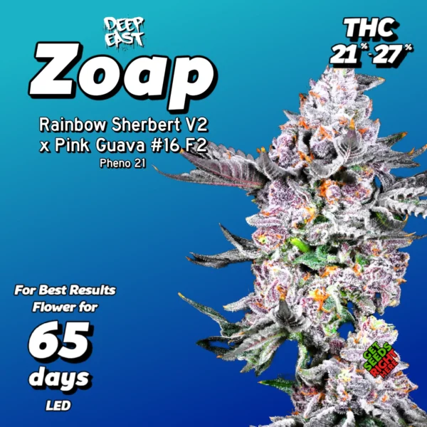 Zoap cannabis strain by Deo Farms breeder cut — frosty buds with candy-gas aroma and purple highlights