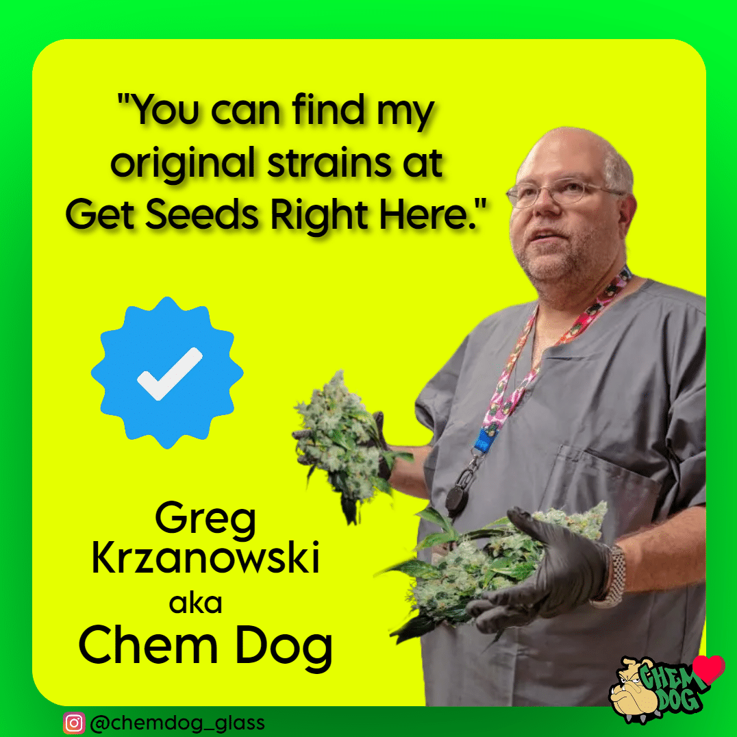 Greg Krzanowski, better known as Chem Dog, holding 91 Chem cannabis buds and endorsing Get Seeds Right Here for a legit source of his original cannabis strains.