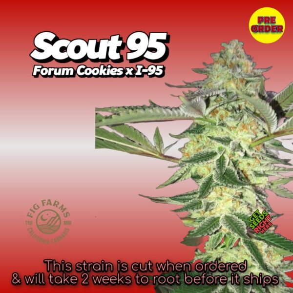 Scout 95 featuring 'Pre Order' badge, Fig Farms logo.