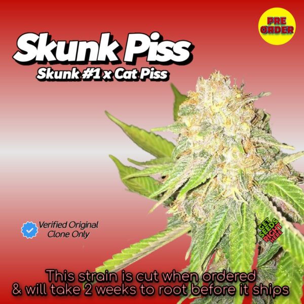 Skunk Pisswith dense buds, frosty trichomes featuring 'Pre Order' badge, Verified Original Clone Only label.