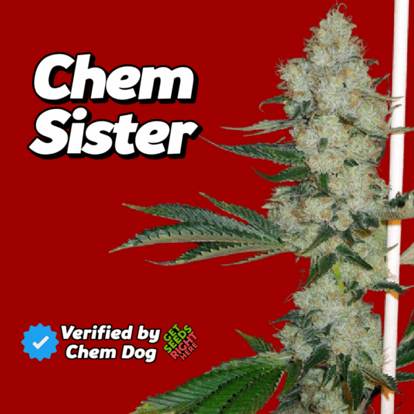 Chem Sister Cannabis Clones 🔥 Verified by Chem Dog