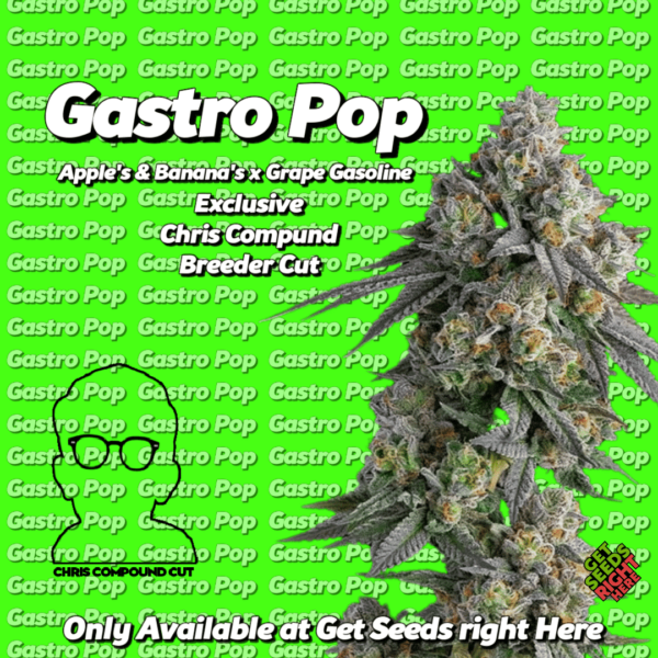 Gastro Pop cannabis plant with bold branding, including "Exclusive Chris Compound Breeder Cut," on a green background with repeated "Gastro Pop" text.