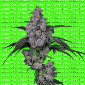 Gastro Pop strain by Compound Genetics cannabis plant with large frosty buds against a green background featuring repeated "Gastro Pop" text.