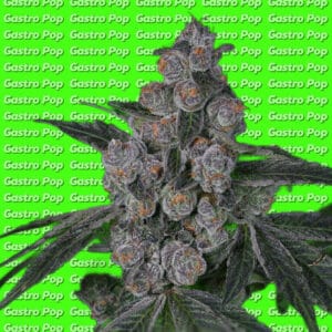 Dense and frosty Gastro Pop cannabis bud against a green background with repeated "Gastro Pop" text.