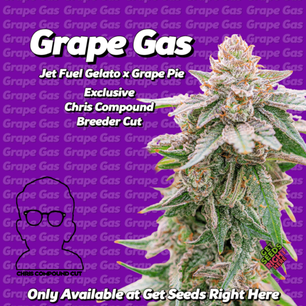 Cannabis cola labeled 'Grape Gas Jet Fuel Gelato x Grape Pie,' highlighting it as an exclusive Chris Compound Breeder Cut, available only at 'Get Seeds Right Here,' on a purple background with repeating 'Grape Gas' text.