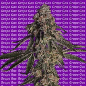 Tall cannabis plant showcasing dense buds, set against a purple background with repeating 'Grape Gas' text.