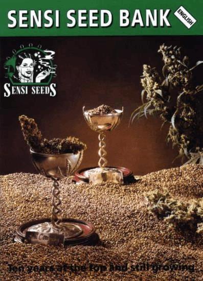 The cover of the 1996 Sensi Seed Bank catalog w/ High Times Cannabis Cup trophies won by Sensi Seed Bank, filled with cannabis buds and seeds.