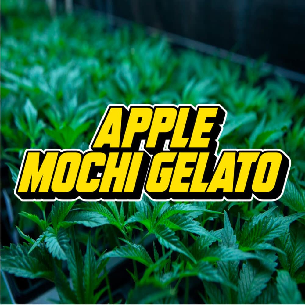 Apple Mochi Gelato text over young cannabis plants growing in a greenhouse, representing the hybrid strain by Alien Genetics.