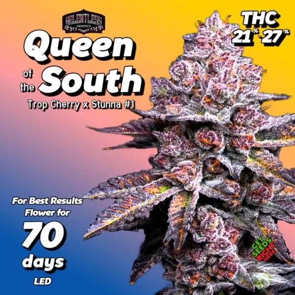 Close-up of a Queen of the South cannabis plant with deep purple and frosty trichome-covered buds. The strain name and lineage (Trop Cherry x Stunna #1) are prominently displayed, along with the Relentless Genetics logo and "Get Seeds Right Here" text.