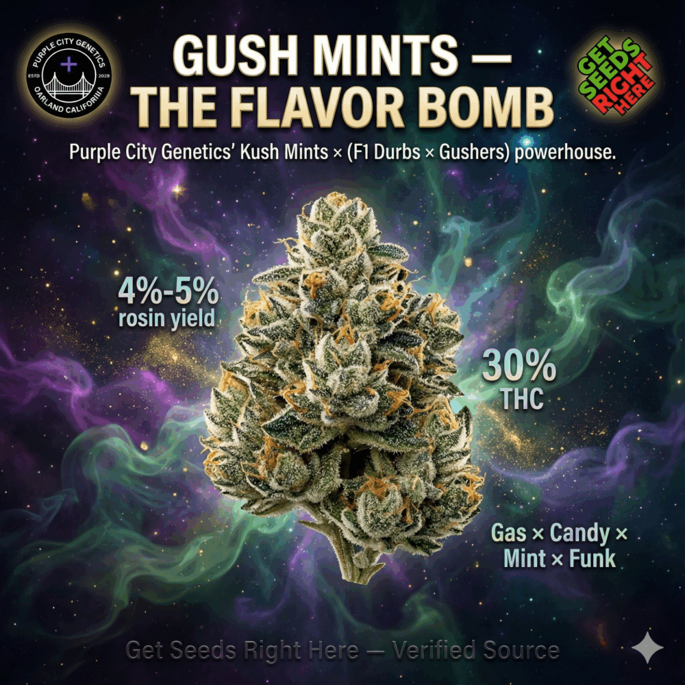 Gush Mints cannabis clone macro image showing frosty purple-green bud with 30% THC and 4–5% rosin yield, Purple City Genetics verified cut promoted by Get Seeds Right Here.