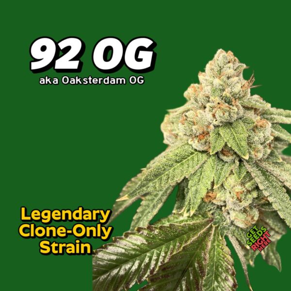 92 OG Kush – Oaksterdam OG Clone