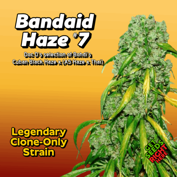 Band Aid Haze #7 Cannabis Clones for sale