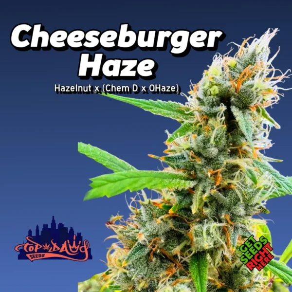 Cheeseburger Haze cannabis strain by Top Dawg Seeds with frosty buds and classic haze structure.