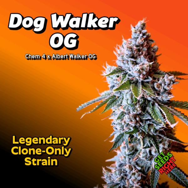Dog Walker OG cannabis clones