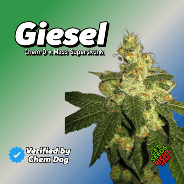 Giesel Cannabis Clones for sale