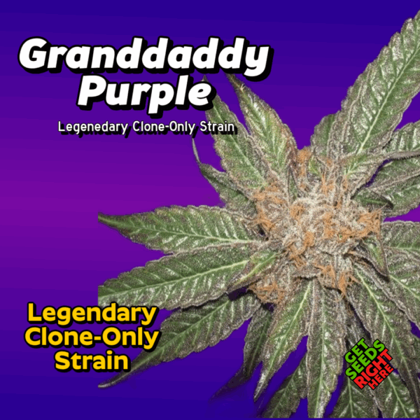 Graddaddy Purple Cannabis Clones