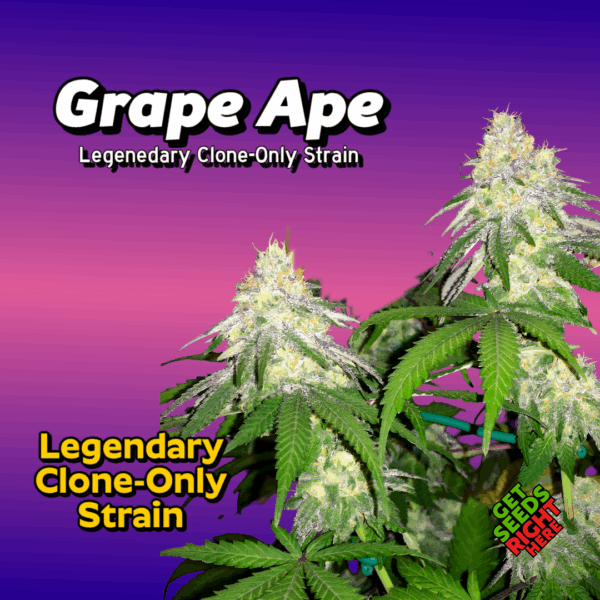 Grape Ape Cannabis Clones for sale