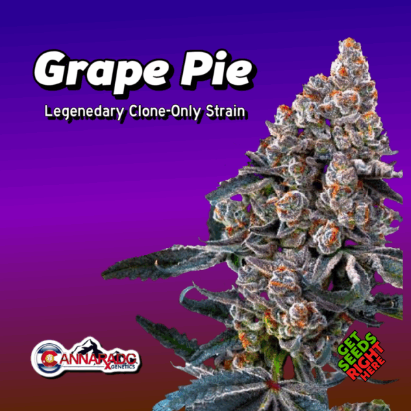 Grape Pie Cannabis Clones