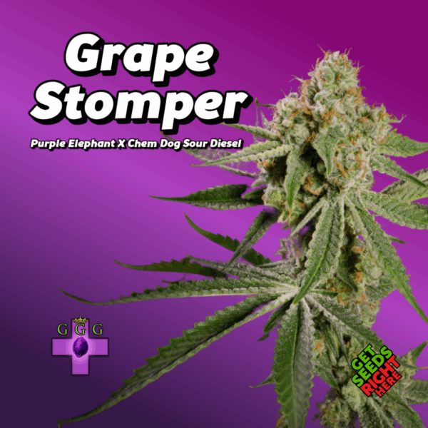 Grape Stomper Cannabis Clones for sale