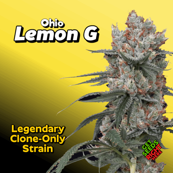 Ohio Lemon G Cannabis Clones