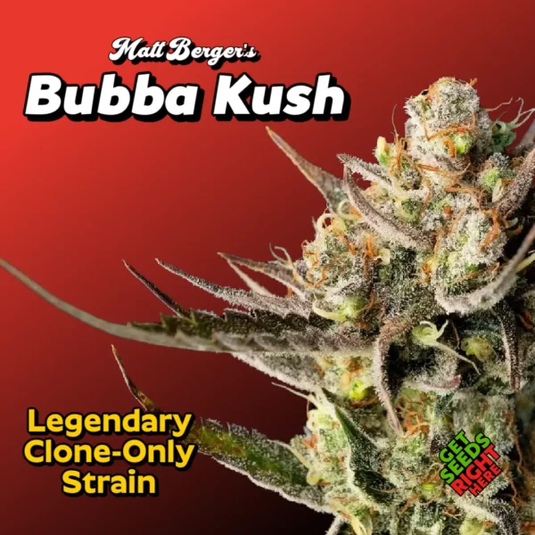 Matt Berger’s Bubba Kush cannabis strain with dense frosty buds and classic indica appeal.