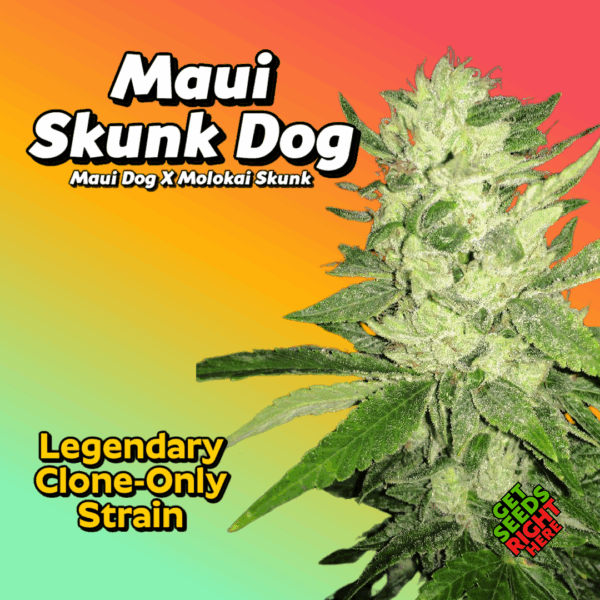 Maui Skunk Dog Cannabis Clones