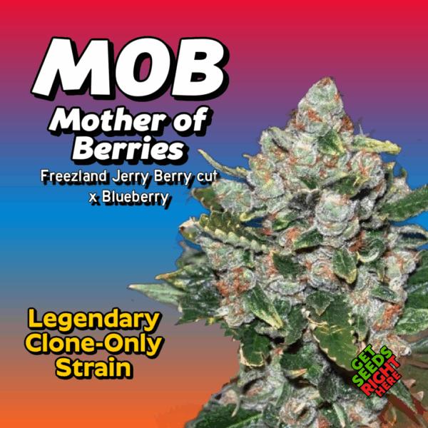 MOB Mother of Berries Cannabis Clones for sale