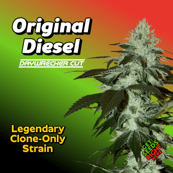 Original Diesel - Daywrecker Cannabis Clones