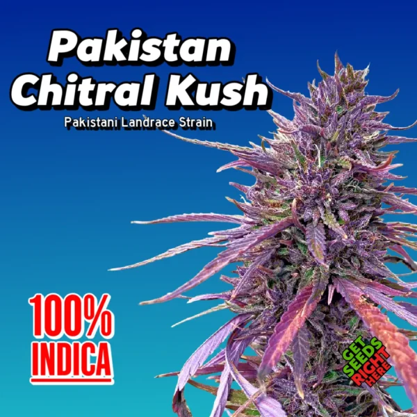 Pakistan Chitral Kush cannabis strain with deep purple buds and 100% indica genetics.