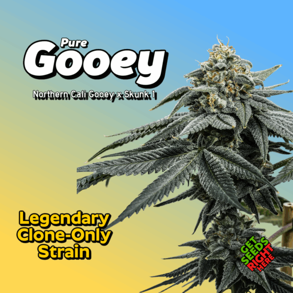 pure gooey cannabis clones by gooey breeder