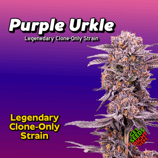 Purple Urkle Cannabis Clones for sale