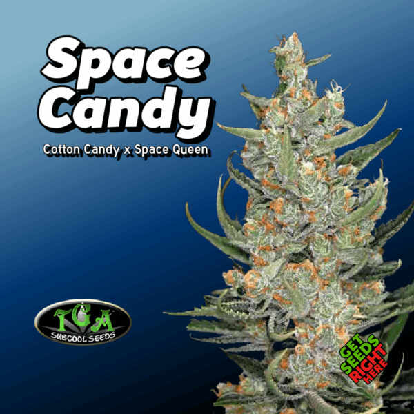 Space Candy Cannabis Clones for sale