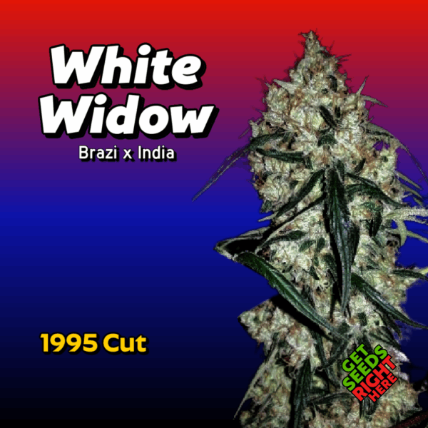 White Widow Cannabis Clones