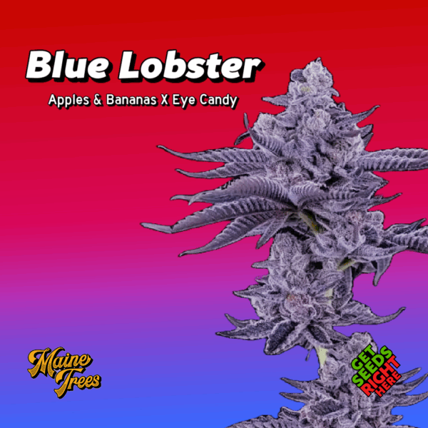 Blue Lobster Cannabis Clones — showy purple colas and candy-berry terps, shipped rooted and ready to veg. 🌊🦞