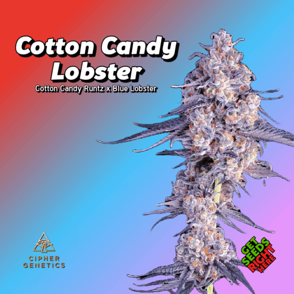 Cotton Candy Lobster strain