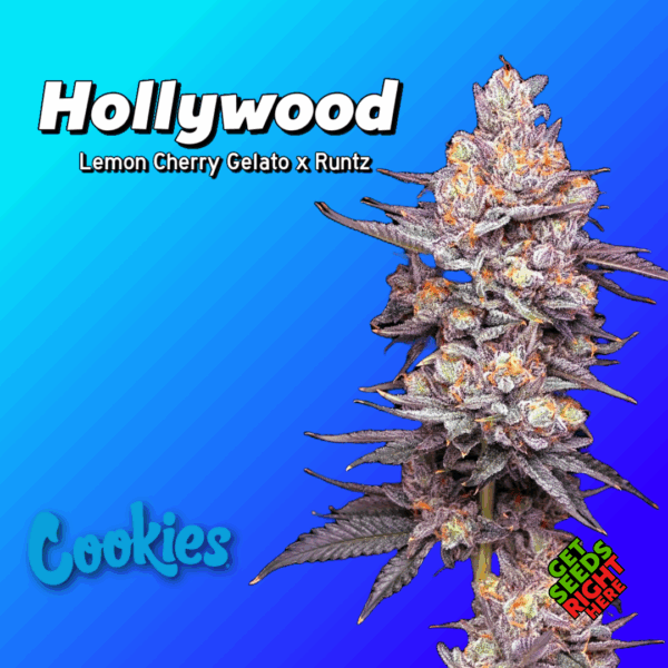 Hollywood strain by Cookies