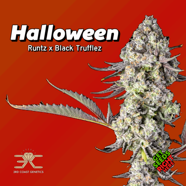 🎃 Halloween Cannabis Clones — rooted Runtz × Black Trufflez cuts: candy-berry aroma, frosty resin, vivid purple color, and reliable structure for growers.