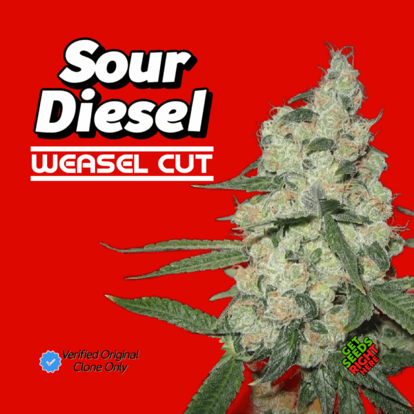 Sour Diesel Weasel Cut Cannabis Clones