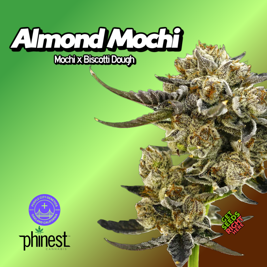 Almond Mochi Cannabis Clone Hero Image